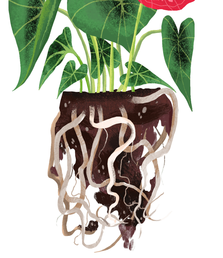 Anthurium Plant Care Guide